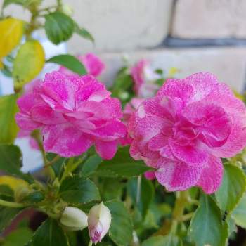 バラ咲きインパチェンス☆の画像 by チーママさん | 小さな庭と花のある暮らしとバラ咲きインパチェンス☆と花好きの人