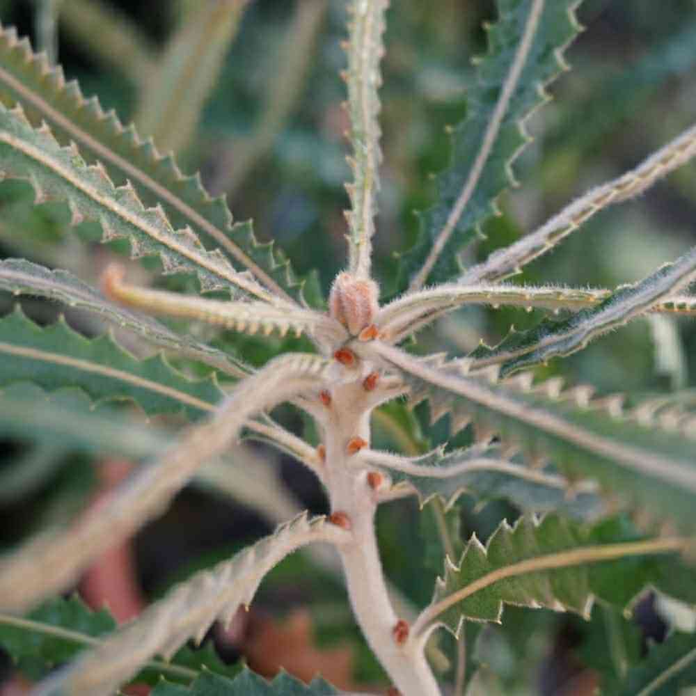 幹太！美樹形！　バンクシア プリオノテス 5号 幹太！美樹形！ バンクシア プリオノテス 5号