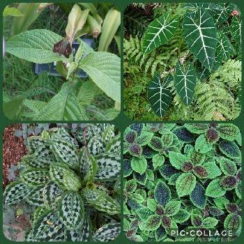温室の花の投稿画像一覧 Greensnap グリーンスナップ