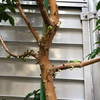 ジャボチカバの育て方 剪定の時期や肥料の与え方は Greensnap グリーンスナップ ジャボチカバの育て方 剪定の時期や肥料の与え方は Greensnap グリーンスナップ