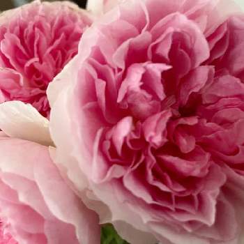 ピンク色のバラの画像 by hiroさん | 小さな庭とピンク色のバラとガーデンとmy gardenとばら バラ 薔薇とガーデニング好きとアミロマンティカ♡と薔薇好きと庭の花とバラ大好きとマイガーデンとバラのある暮らしと薔薇のある暮らし♡と小さな庭♡とガーデニングと花のある暮らしとお庭とバラを楽しむと小さなブーケ