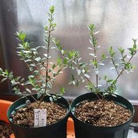 ギンバイカ 銀梅花 の育て方 剪定方法は 鉢植えでも育てられる Greensnap グリーンスナップ ギンバイカ 銀梅花 の育て方 剪定方法は 鉢植えでも育てられる Greensnap グリーンスナップ