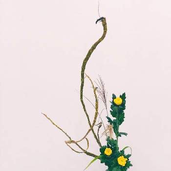 瓶花の画像 by mkkさん | インテリアと石化柳とススキとキク(菊の花)と直立型とお稽古と瓶花と花いろいろといけばなと花のある暮らし