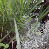 レモングラスの育て方 鉢植えや地植えの栽培方法は 花は咲くの Greensnap グリーンスナップ