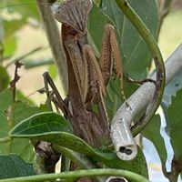 コナラ,オオカマキリ,山野草,樹木,昆虫シリーズの画像