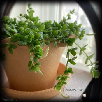 ペペロミア イザベラの投稿画像一覧 Greensnap グリーンスナップ
