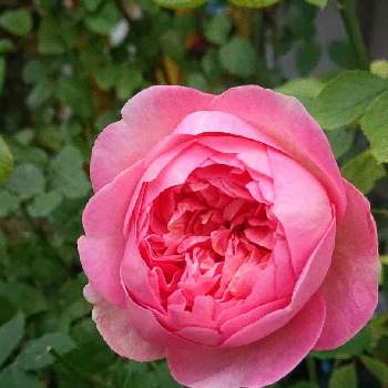 バラ ボスコベルの画像 by ＹＵＭＩＫＯさん | 小さな庭とバラ ボスコベルと私の癒し♡と薔薇愛同盟と花が好き❤とおうち園芸とお花に癒されてと植中毒と2021 YUMIKO薔薇と花のある暮らしと大好き♡︎ʾʾとかわいいな♡といい色♡