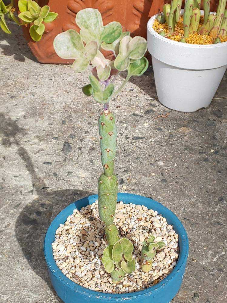 311 七宝樹錦の生長記録 2022.05.23更新｜🍀GreenSnap（グリーンスナップ）