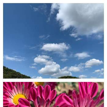 空色の画像 by さくらさん | 畑とマムと癒される♡とピンクLOVEとうどん県西支部と空色と雲仲間とおうち園芸と花のある暮らしとiPhone撮影