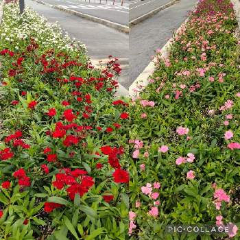 綺麗な花壇の画像 by あななさん | お出かけ先とナデシコの花と綺麗な花壇