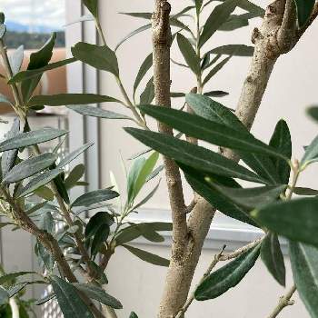 オリーブシプレッシーノの投稿画像一覧 Greensnap グリーンスナップ