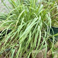 レモングラスの育て方 鉢植えや地植えの栽培方法は 花は咲くの Greensnap グリーンスナップ