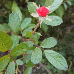 ミニバラ,金曜日の蕾たち,金曜日の蕾たちに投稿,広い庭の画像