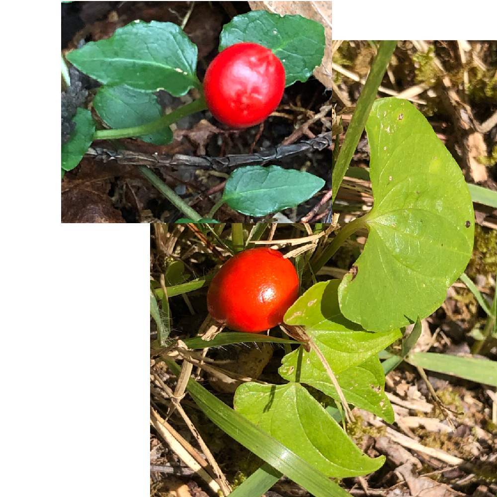 ツルアリドオシの実の投稿画像 By Cimarronさん お出かけ先と赤い実 と野草 雑草の実 果実と可愛い果実 種子と赤い実 と野草 雑草の実 果実と可愛い果実 種子 21月10月22日 Greensnap グリーンスナップ Greensnap グリーンスナップ