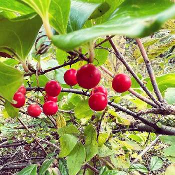 サルトリイバラの投稿画像一覧 Greensnap グリーンスナップ