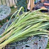 レモングラスの育て方 鉢植えや地植えの栽培方法は 花は咲くの Greensnap グリーンスナップ