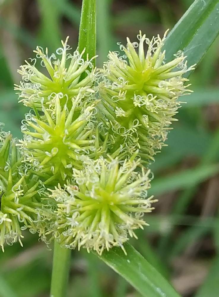 カヤツリグサの投稿画像 By お伽草詩さん 群生と秋の訪れと風通しの良い場所と細長い花と魅力的と陽当たりの良い場所と密集していると雑草と開けた場所と白い 花とお散歩と緑に映えると群生と秋の訪れと風通しの良い場所と細長い花と魅力的と陽当たりの良い場所と密集して