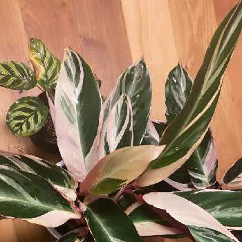 ドラセナ コンシンネ トリカラーの投稿画像一覧 Greensnap グリーンスナップ