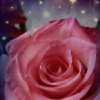 ✿ピンク大好き✿の画像 by みゆさん | 部屋と好き✿と✿ピンク大好き✿と✿ピンク可愛い〜✿と可愛い✿と❤️M.family❤️とありがとうと花いろいろと花のある暮らしと薔薇✿と金曜ローズショー