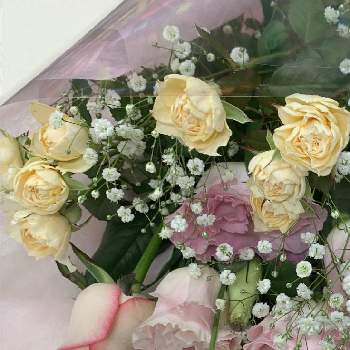 トルコキキョウ ピンクの投稿画像一覧 Greensnap グリーンスナップ