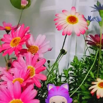 マーガレットモリンバの投稿画像一覧 Greensnap グリーンスナップ