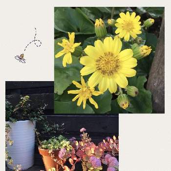 室外機カバーの投稿画像一覧｜🍀GreenSnap（グリーンスナップ）