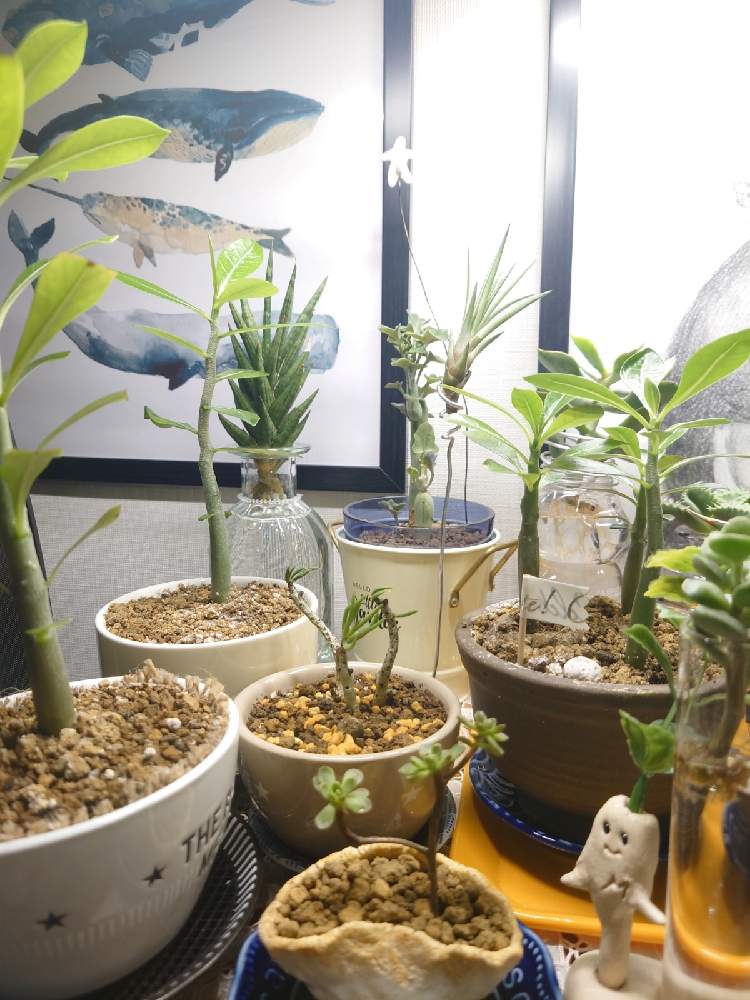 ブッコルジアヌスの投稿画像 By プリシラさん フライングヒューマノイド 笑 とマンドラゴラ 笑 とアエオニウム小人の花束とアデニウムと多肉植物と マンドラゴラと水耕栽培と実生と木質化とフライングヒューマノイドとエアプランツと盆栽風とled 21月10月23日