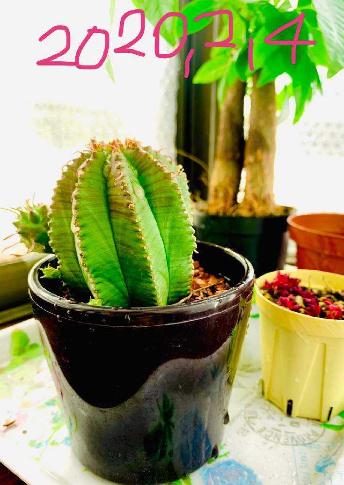 多肉植物^o^  カメレオンヘルメット カメレオンヘルメット｜🍀GreenSnap（グリーンスナップ）