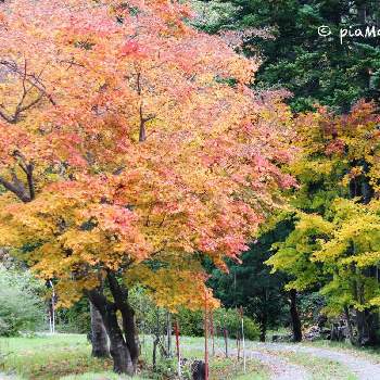 秋雨の画像 by piaMo☆さん | お出かけ先と実は食欲の秋派♡とLove Hokkaido♡とホントはアウトドア派と早寝早起き＾＾と・・・秋の空と紅葉シーズンと秋の朝と山の朝と秋雨