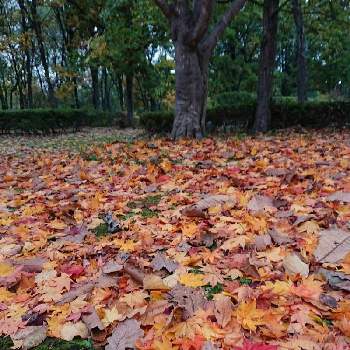紅葉が綺麗の画像 by 畔道烏さん | お出かけ先と紅葉が綺麗と可愛いなぁと心、ほっこりと落ち葉のジュータンと秋の気配だよと冬支度と落ち葉と花のある暮らしともみじ紅葉