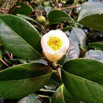 白玉椿の投稿画像一覧 Greensnap グリーンスナップ