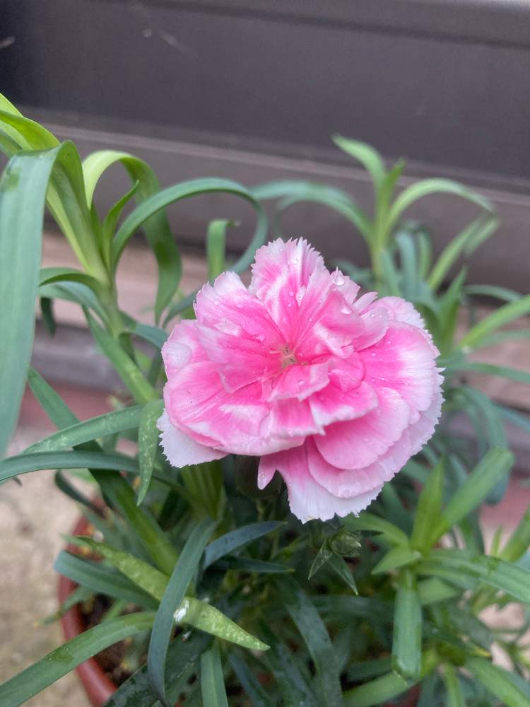 カーネーションの投稿画像 By のっしゃんさん 小さな庭とピンクとピンク 21月10月23日 Greensnap グリーンスナップ Greensnap グリーンスナップ