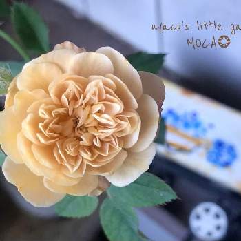 Izumiちゃんの花ねずみの投稿画像一覧 Greensnap グリーンスナップ