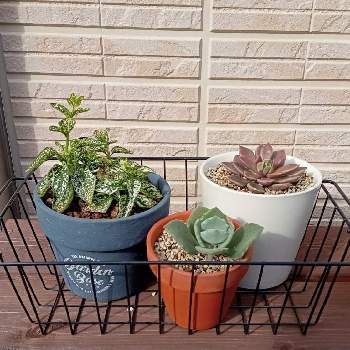 ヒポエステス ホワイトの投稿画像一覧 Greensnap グリーンスナップ