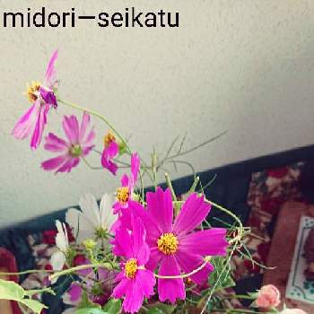 季節を感じるの画像 by midori―seikatuさん | 玄関と季節を感じるとおうち園芸