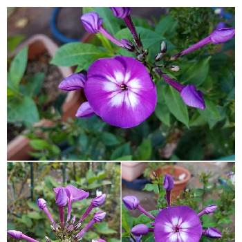 紫の花が好きの画像 by のぶりんこさん | 宿根フロックスとフロックスと秋の庭と紫の花が好きと花壇・植込みとお庭のお花♡