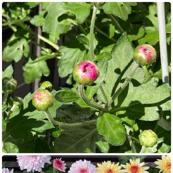 菊 ダンテ の投稿画像一覧 Greensnap グリーンスナップ