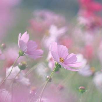 前ボケの投稿画像一覧 Greensnap グリーンスナップ