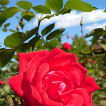 宴（うたげ）の画像 by *naomi*さん | 宴（うたげ）と土曜はお空の発表会とばら バラ 薔薇と薔薇愛同盟と毎日ローズショーといつも心に太陽をと薔薇が好き❤と薔薇♪
