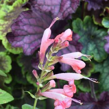 ヒューケラ寄せ植えの画像 by miyuさん | 玄関とサルビア コクシネア☆とヒューケラ寄せ植えとピンクの花と淡いピンク