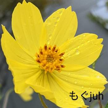 キバナコスモスのお花の画像 by もぐjuhさん | お出かけ先とプランターと花色とお顔がこんにちはとGoogle Pixel5とコスモス♪とキバナコスモスのお花と黄色のお花と花いろいろと君も花が好きなのかと元気に育ててますよと拡大撮影