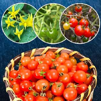 マイクロトマトの投稿画像一覧 Greensnap グリーンスナップ