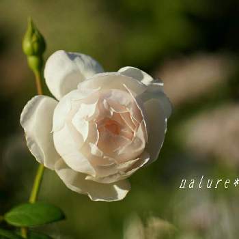2021nature´s  roseの画像 by ナチュレ＊さん | 広い庭とデズデモーナと薔薇愛同盟とありがとう❤️とお大事に❤とバラのある暮らしとナチュラルガーデンとイングリッシュガーデンに憧れてと2021 GSでバラ園とイングリッシュ・ローズとバラが好きと花のある暮らしと2021nature´s  rose