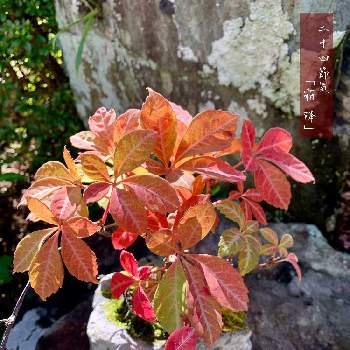 M's style bonsai(雑木)の画像 by 美野美谷さん | 広い庭と紅葉中とM's style bonsai(雑木)とM's style bonsaiと和の庭と秋の庭と色づきと二十四節気と季節の巡り・二十四節気とM'sヘンリーヅタ