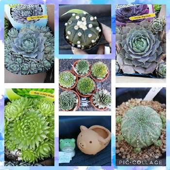 子吹きオベサの投稿画像一覧 Greensnap グリーンスナップ