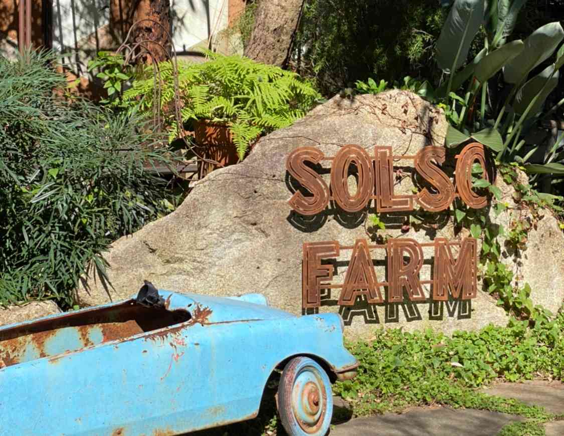 SOLSO FARM 植物 枯れ木 流木 オブジェ ユーフォルビア