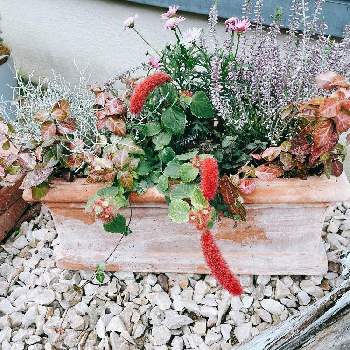 ねこのしっぽの画像 by usa greenさん | 小さな庭とボンザマーガレットとキャットテールとねこのしっぽとはなのある暮らしとピンクのお花と素敵な時間と素焼鉢と寄せ植え