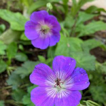ゲラニウム･ファエウムの画像 by jijiさん | 小さな庭とアオバナフウロ（ゲラニウム・ファエウム）とアオバナフウロと青花フウロとゲラニウム･ファエウムとフウロ草と山野草と青い花とおうち園芸とゲラニウムの花と花のある暮らしと紫の花