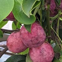 ムベの育て方 実や花を多くつけさせるコツとは Greensnap グリーンスナップ