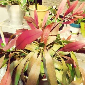 プセウドリプサリス ラムローサの画像 by ともゾ～さん | バルコニー/ベランダとプセウドリプサリス ラムローサと観葉植物とわが家の観葉植物❢とリプサリス.ラムローサと紅葉（こうよう）と癒し…♡とプセウドリプサリス属
